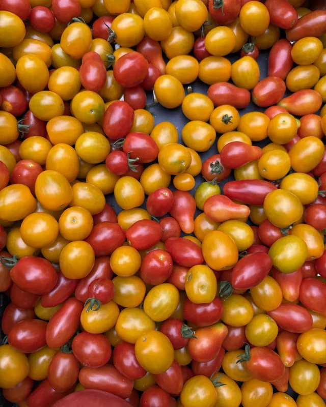 Tomates cerises de toutes les couleurs