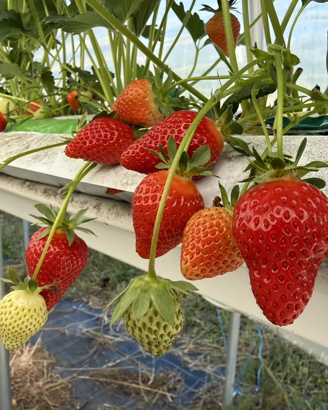 Fraises mûres sur leur gouttière