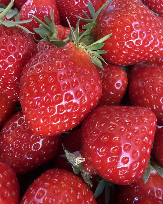 Fraises tout juste cueillies