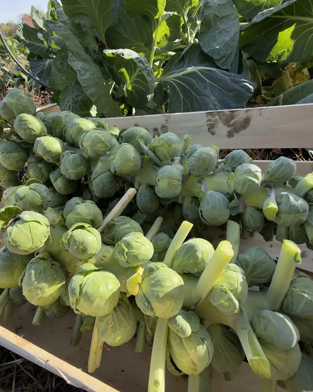 Choux de Bruxelles sur tige