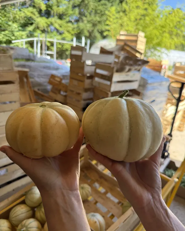 Deux melons dans les mains